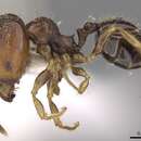 Image of Pheidole tenebricosa