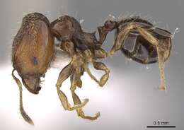 Image of Pheidole tenebricosa