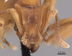 Image of <i>Mycetophylax auritus</i>