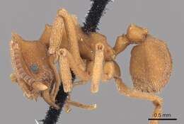 Image of <i>Mycetophylax auritus</i>