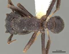 Plancia ëd Cyphomyrmex podargus Snelling & Longino 1992