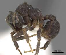 Plancia ëd Cyphomyrmex podargus Snelling & Longino 1992