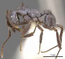 Image of Cyphomyrmex cornutus Kempf 1968