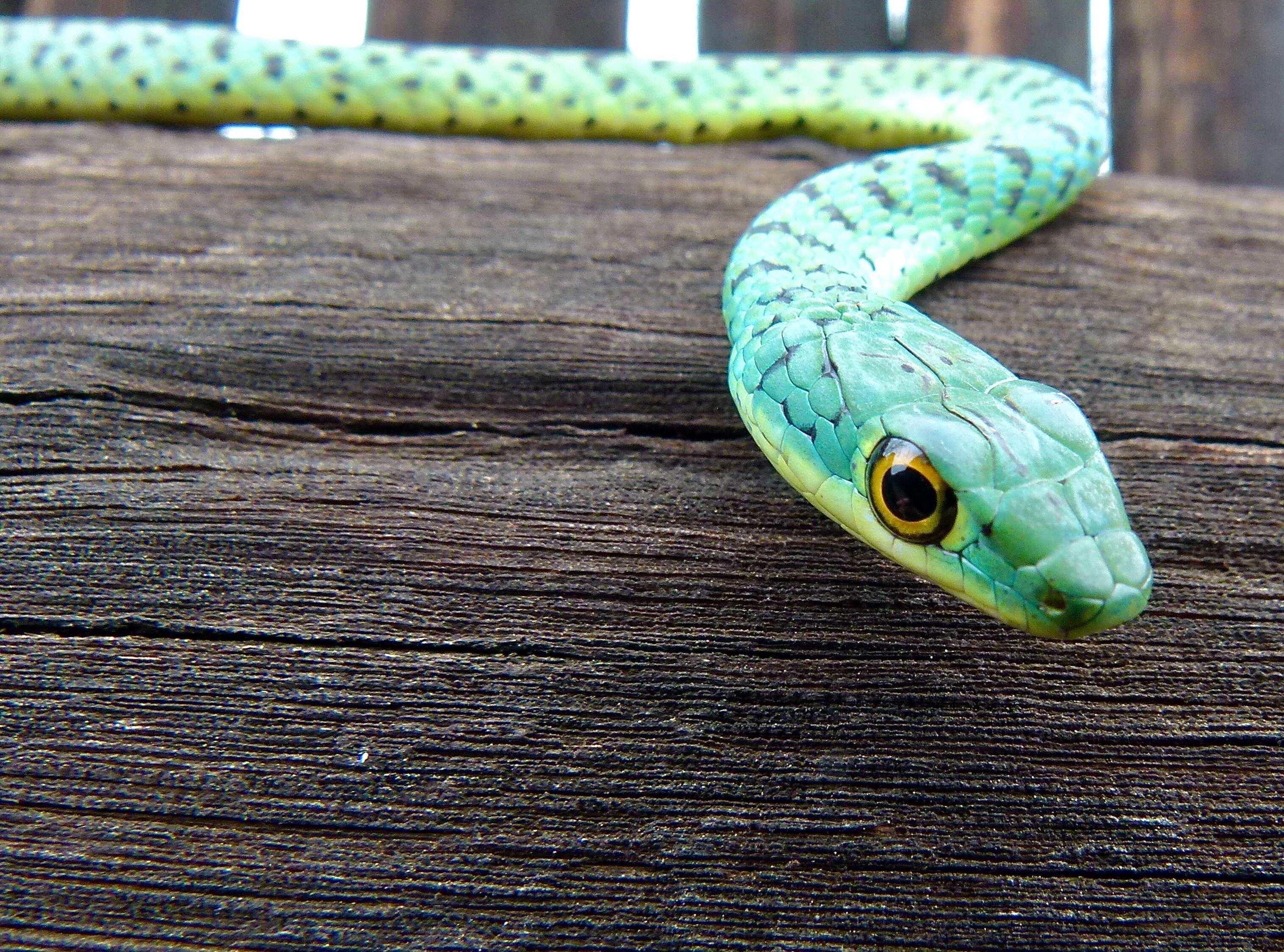 Image of Philothamnus semivariegatus (A. Smith 1840)