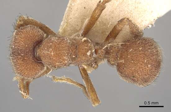 Image of Sericomyrmex opacus Mayr 1865