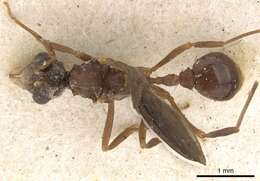 Image de Myrmicocrypta subnitida Forel 1899