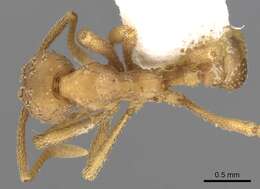 Image de Myrmicocrypta spinosa Weber 1937