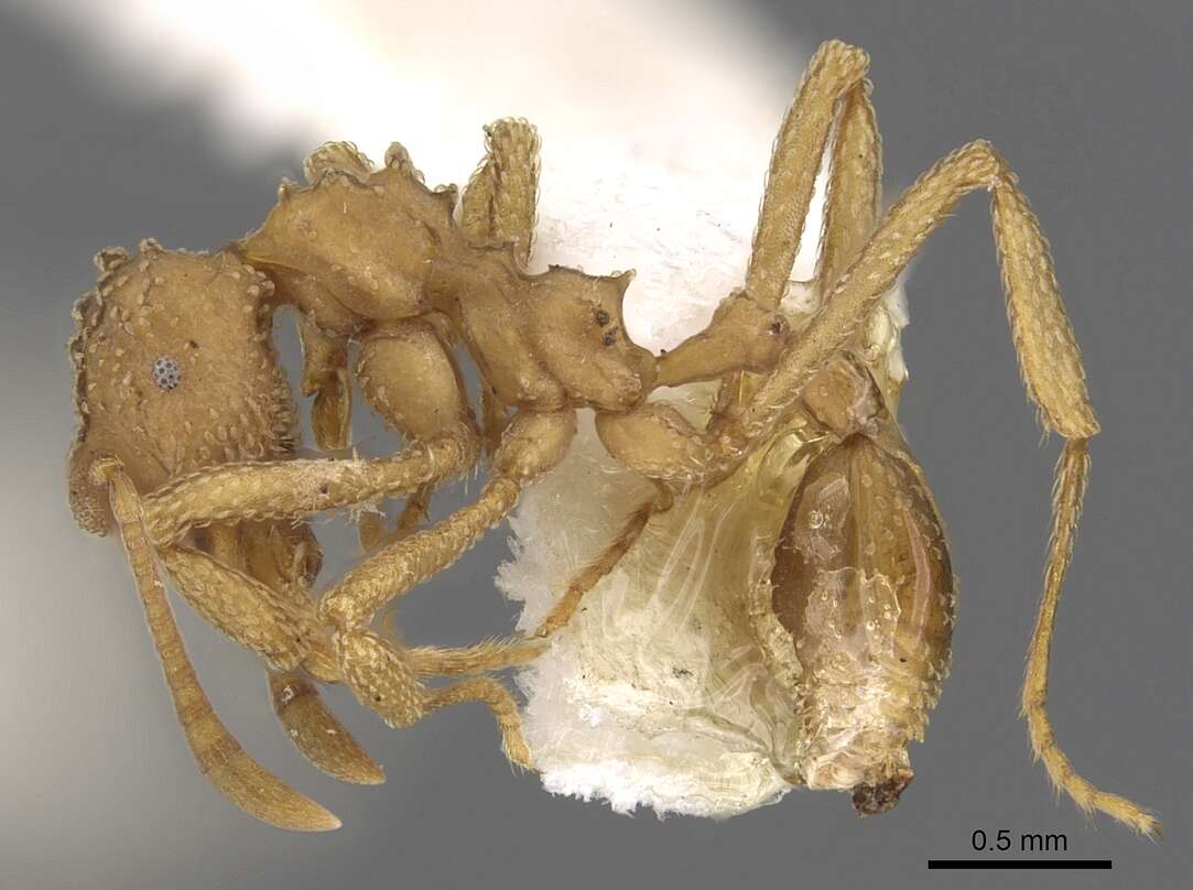 Image de Myrmicocrypta spinosa Weber 1937