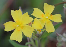 Image of pine barren frostweed