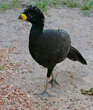 Image of Bare-faced Curassow