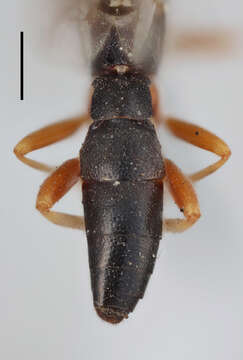 Homotropus crassicrus resmi