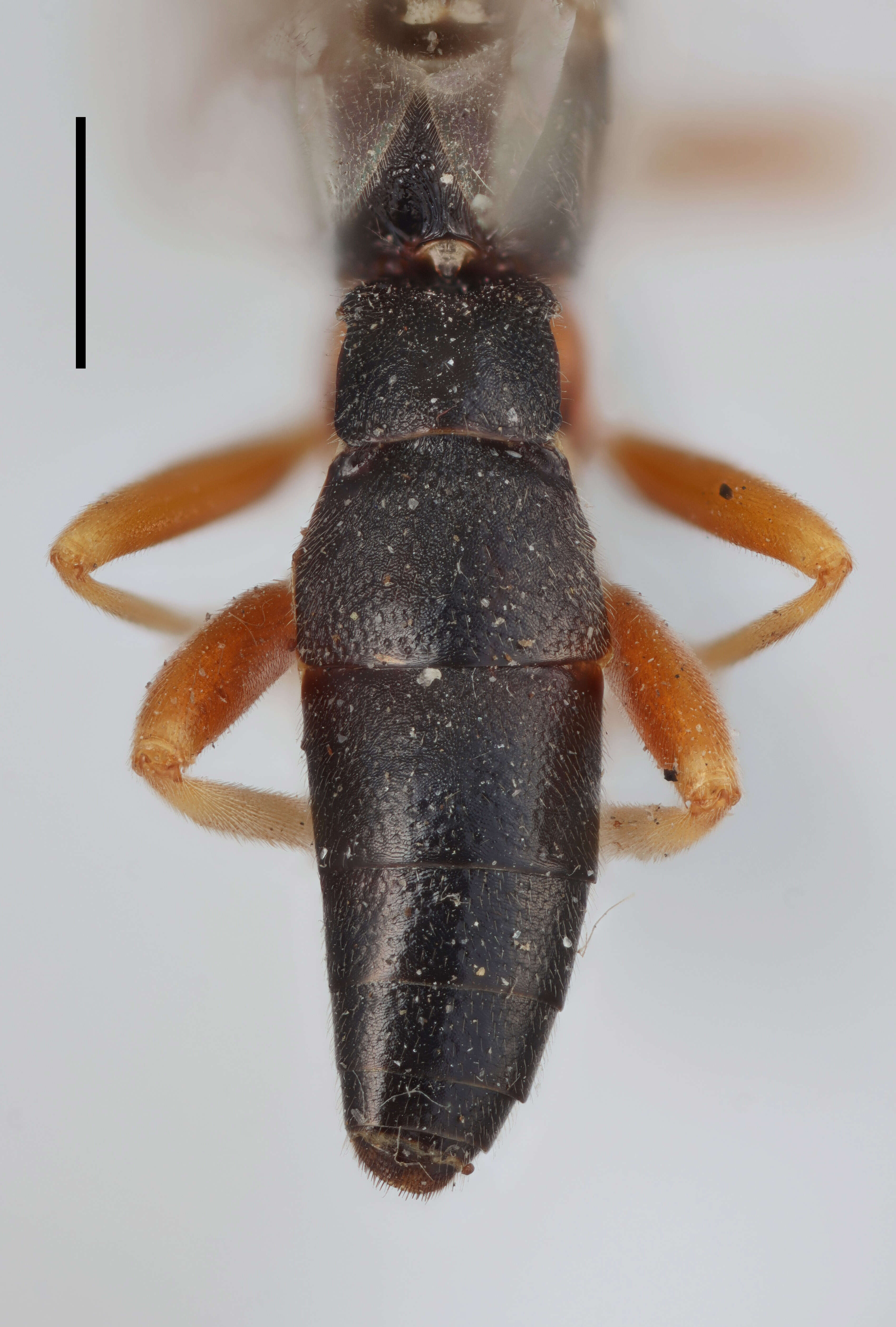 Homotropus crassicrus resmi