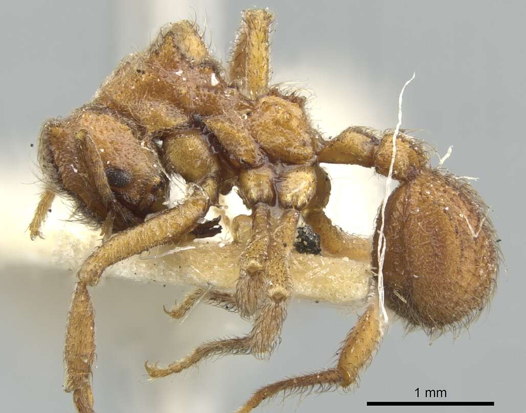 Image of Mycetomoellerius opulentus