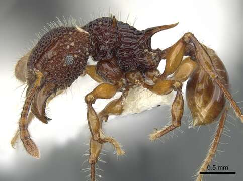 Image of Acanthomyrmex concavus Moffett 1986