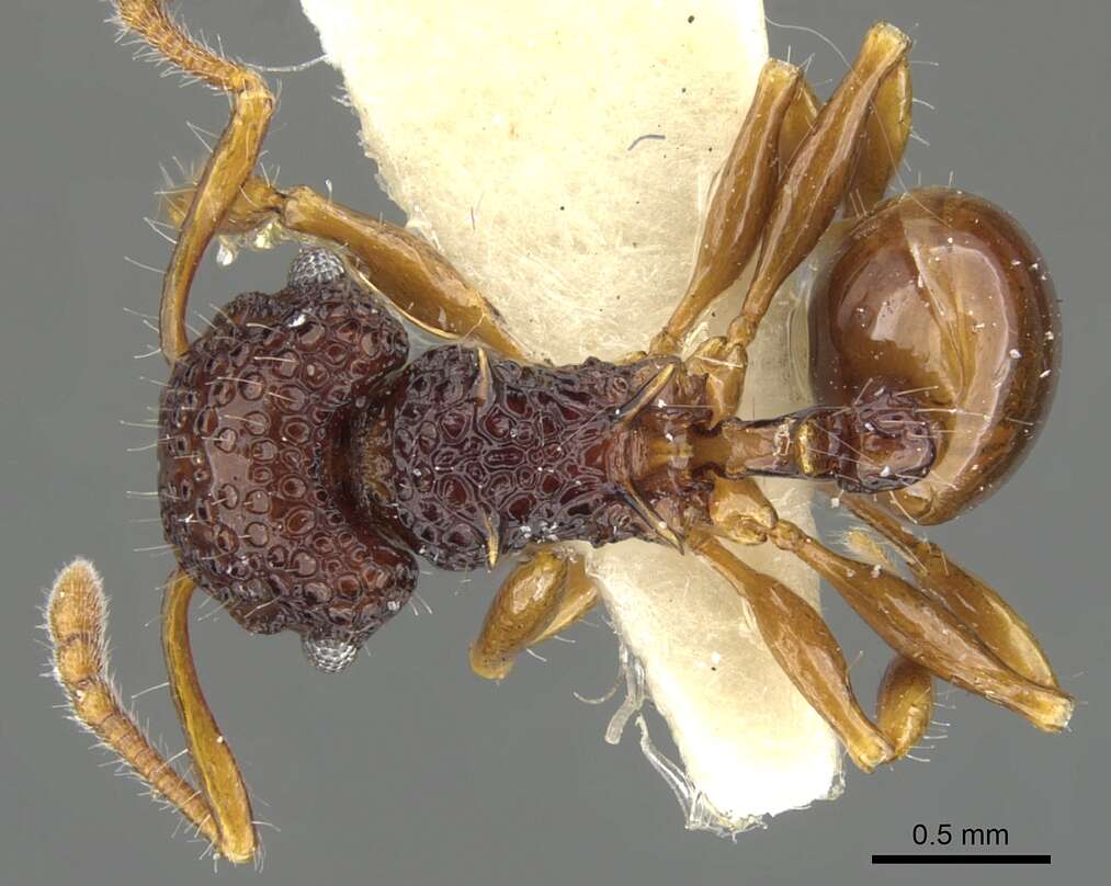 Image of Acanthomyrmex mindanao Moffett 1986