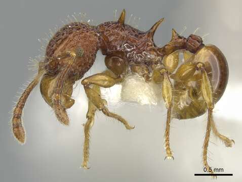 Image of Acanthomyrmex careoscrobis Moffett 1986