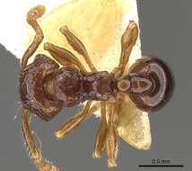 صورة Pristomyrmex