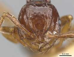 صورة Pristomyrmex