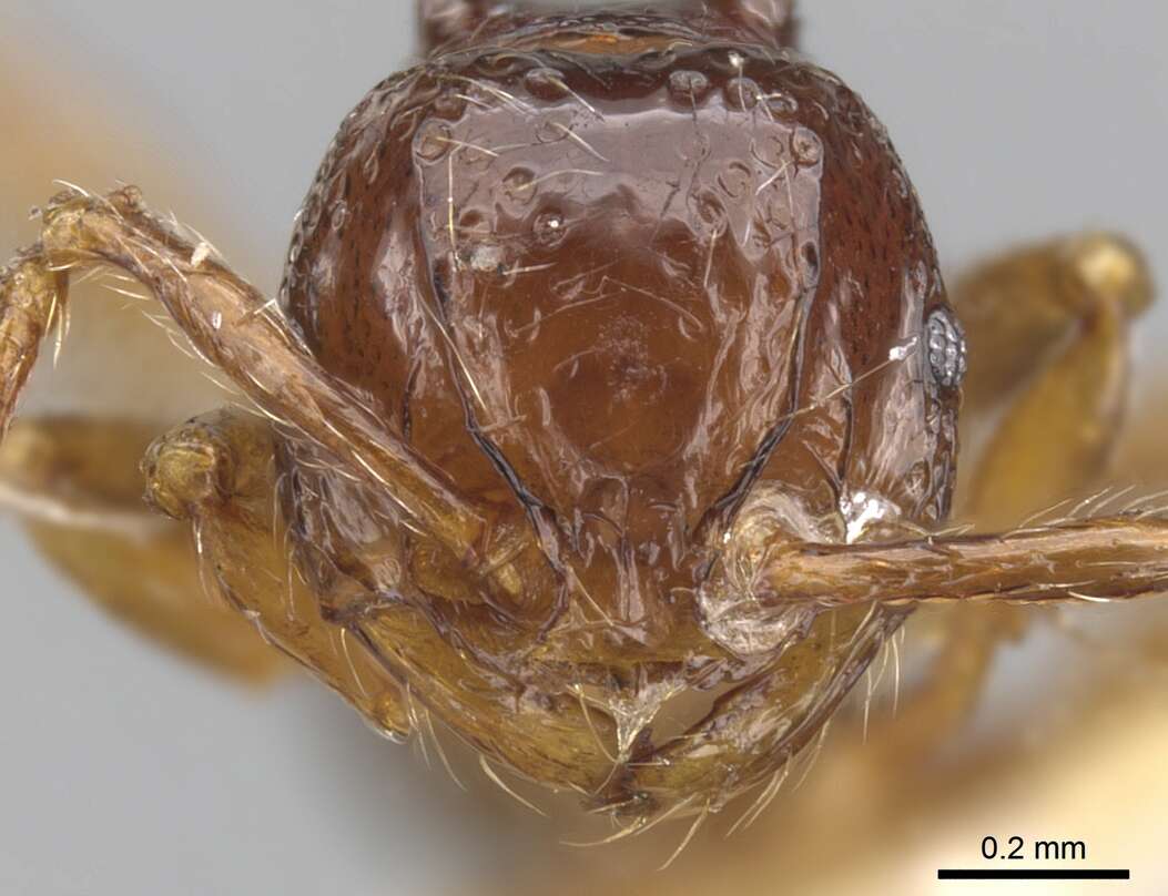 صورة Pristomyrmex