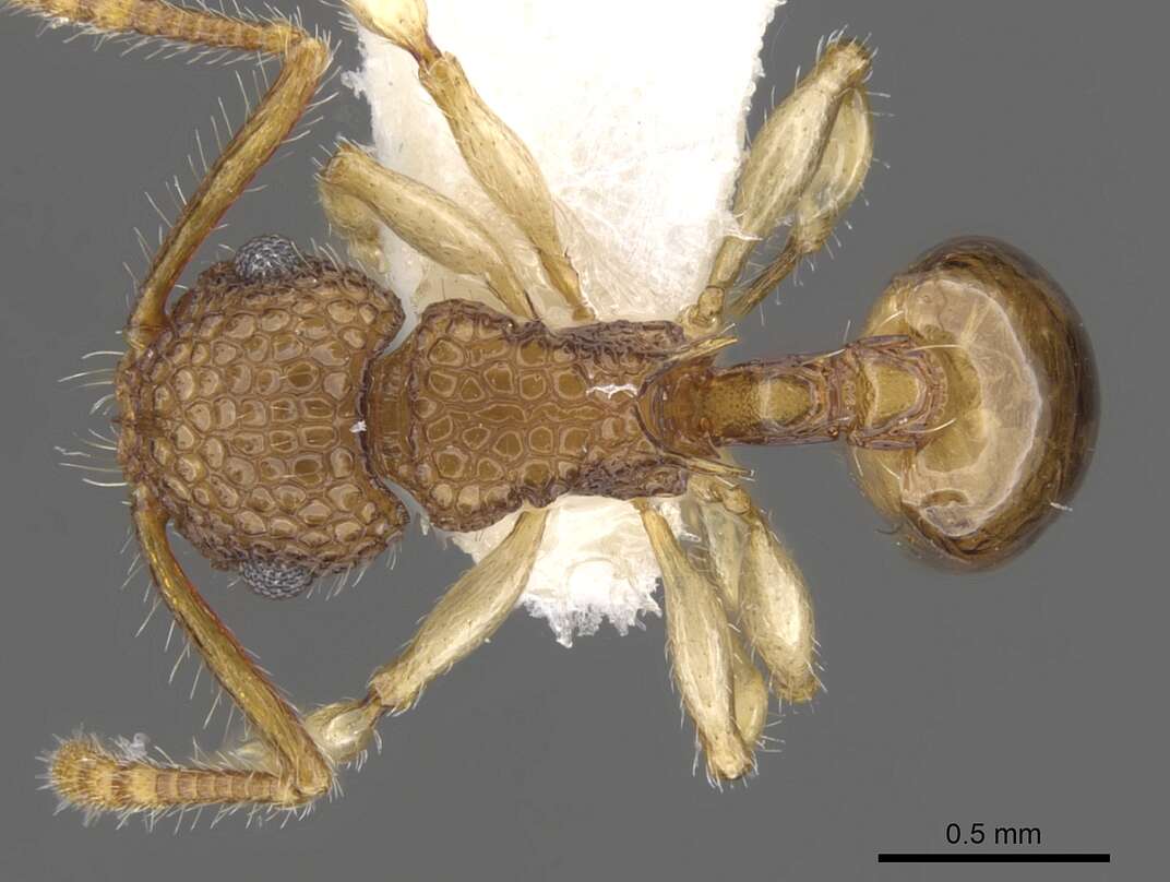 Image of <i>Pristomyrmex pulcher</i> Wang