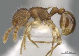 Image of <i>Pristomyrmex pulcher</i> Wang