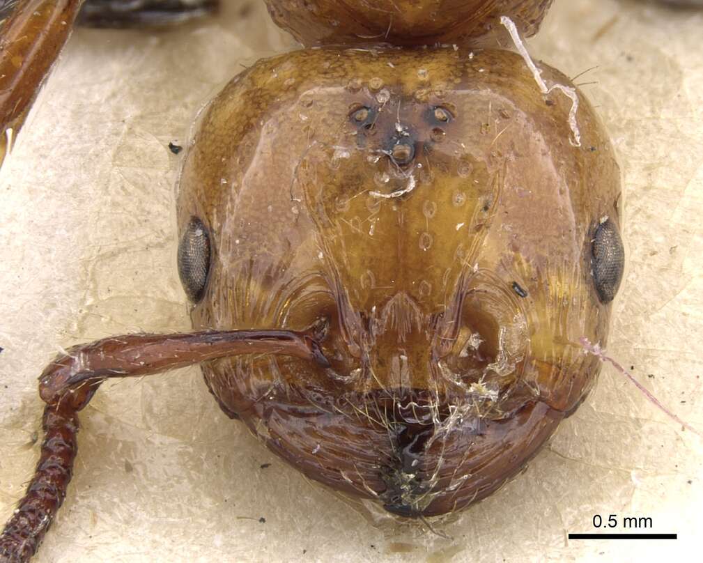 صورة Pristomyrmex