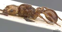 صورة Pristomyrmex