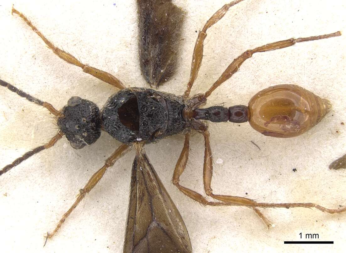 صورة Pristomyrmex