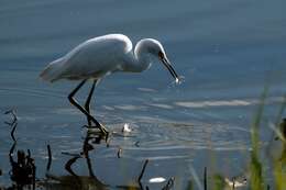 Image of Snowy Egret