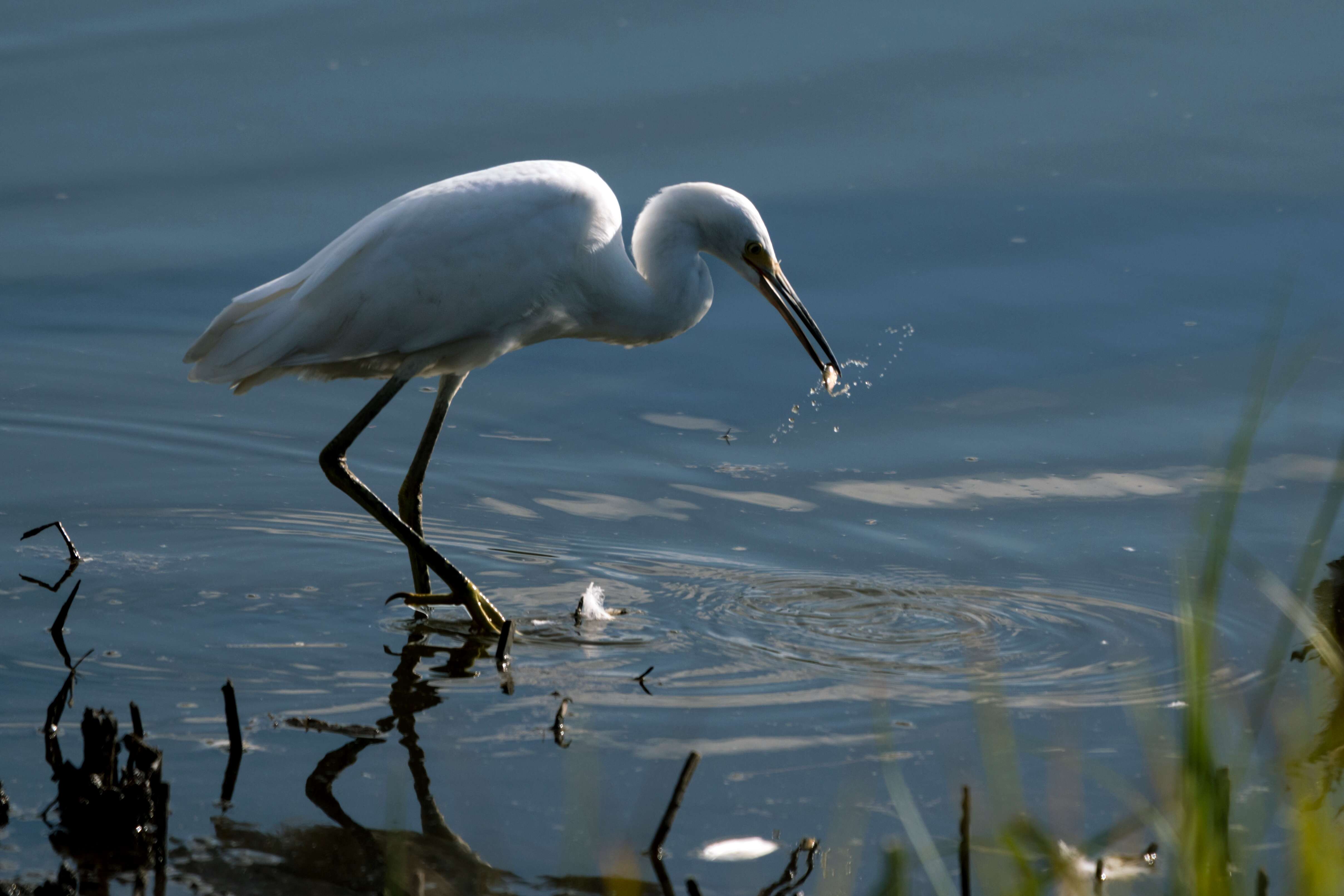 Image of Snowy Egret