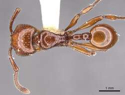 صورة Pristomyrmex