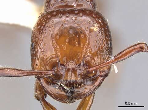 صورة Pristomyrmex