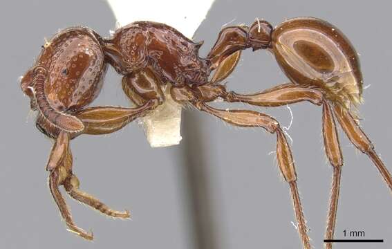 صورة Pristomyrmex