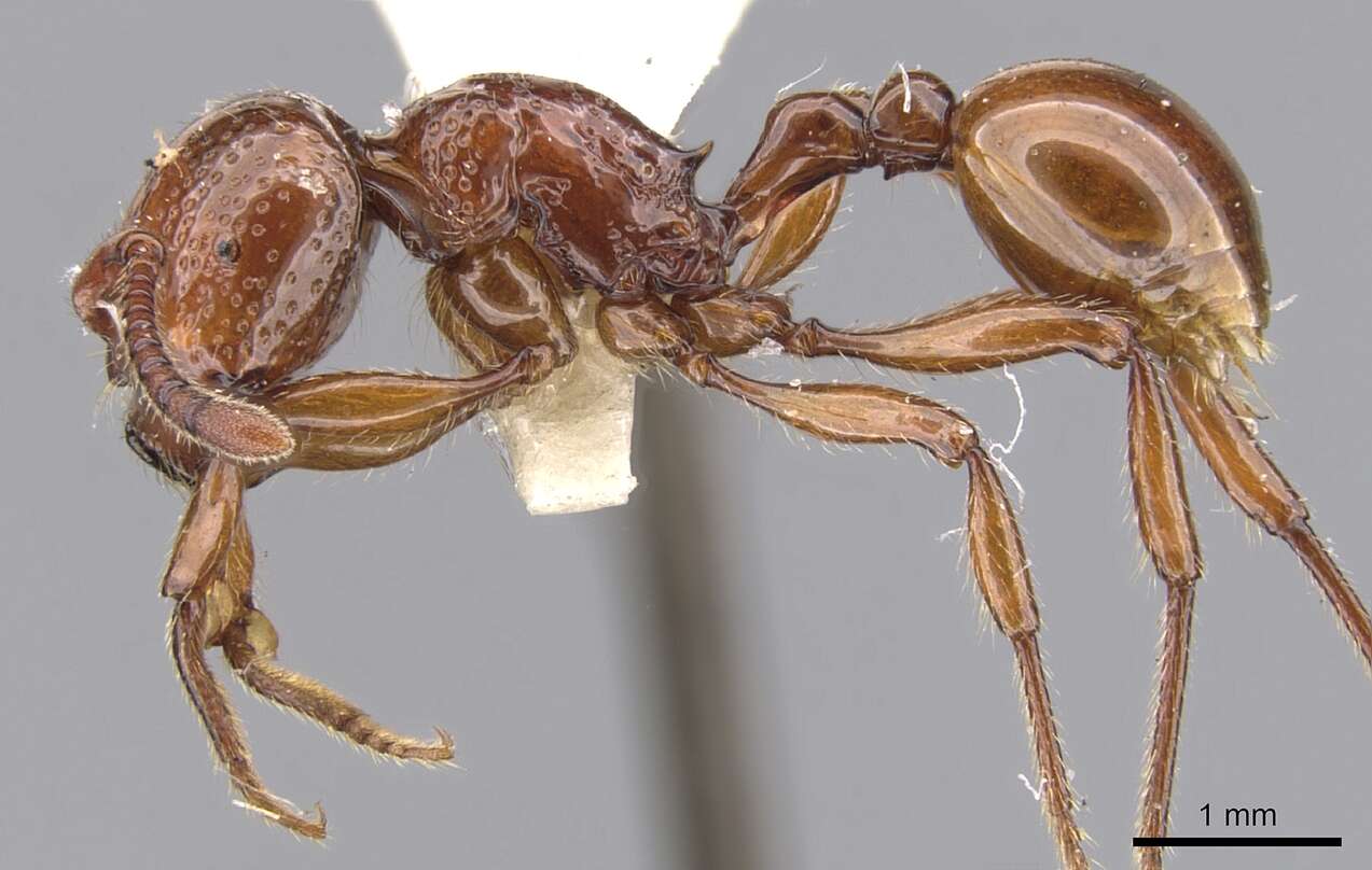 صورة Pristomyrmex