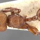 Image of Pristomyrmex trachylissus (Smith 1858)