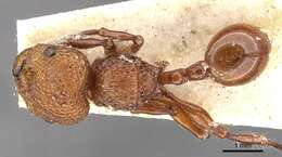 Image of Pristomyrmex trachylissus (Smith 1858)