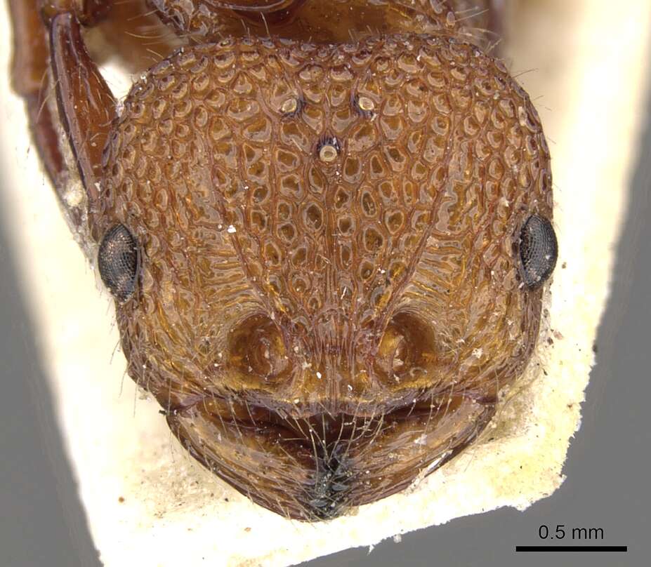 Image of Pristomyrmex trachylissus (Smith 1858)