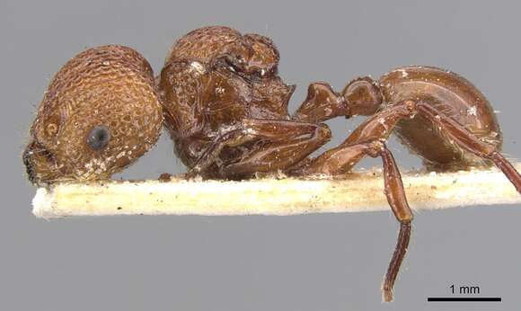 Image of Pristomyrmex trachylissus (Smith 1858)