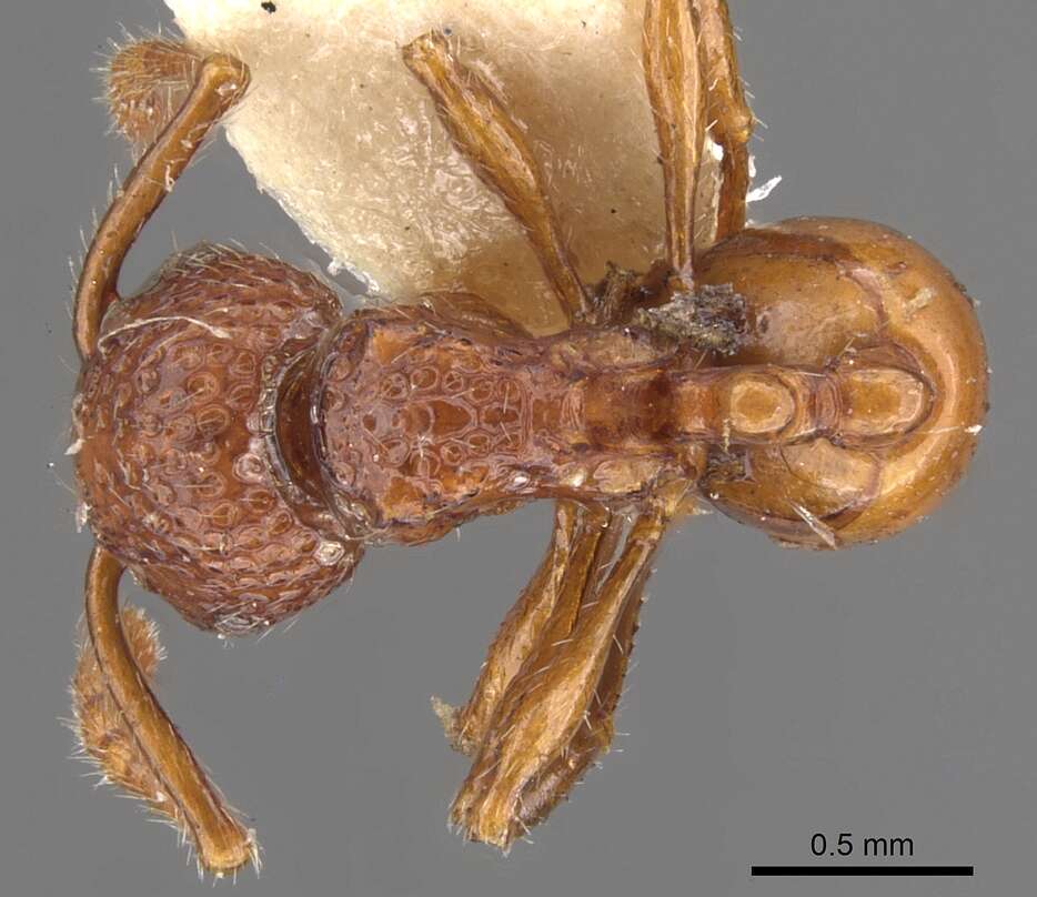 صورة Pristomyrmex brevispinosus Emery 1887