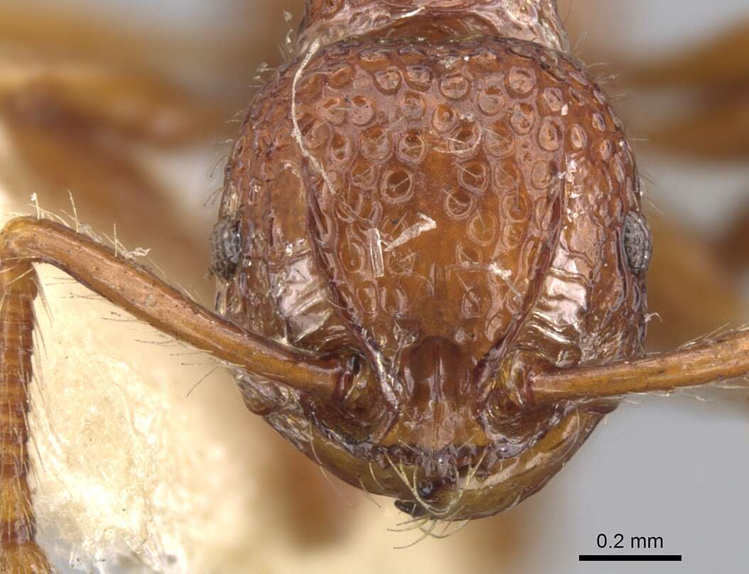 Image of Pristomyrmex brevispinosus Emery 1887