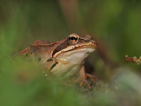 Image of Altai Brown Frog (Altai Mountains Populations)