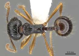 Image of Perissomyrmex monticola De Andrade 1993