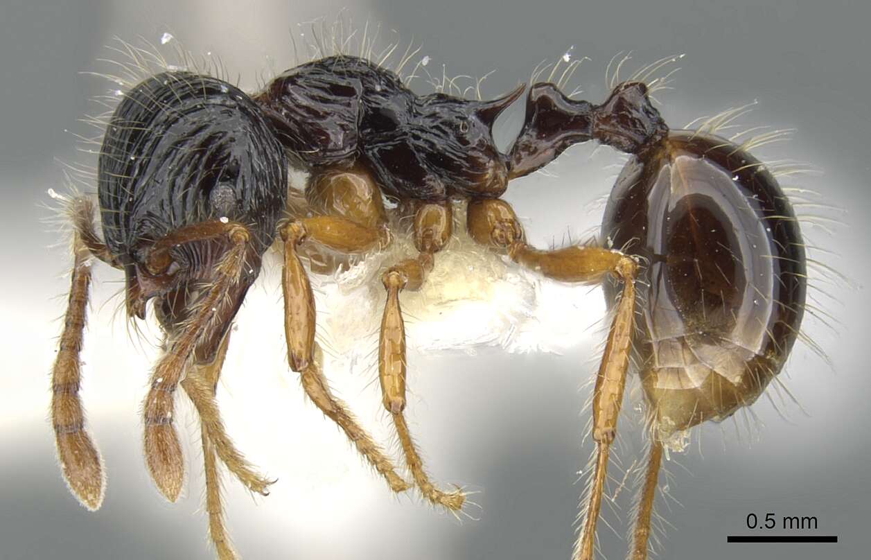 Image of Perissomyrmex monticola De Andrade 1993