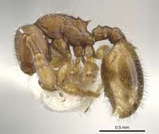 Image of Myrmecina flava Terayama 1985