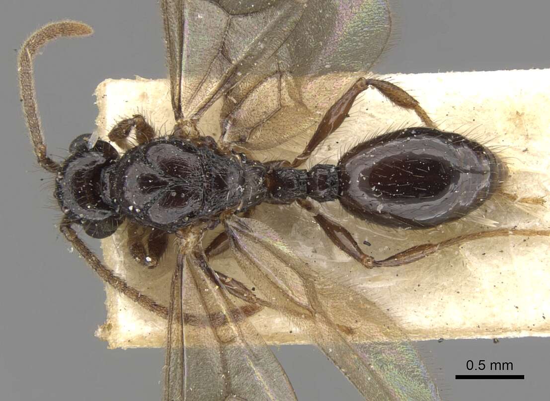 Image of Myrmecina graminicola (Latreille 1802)