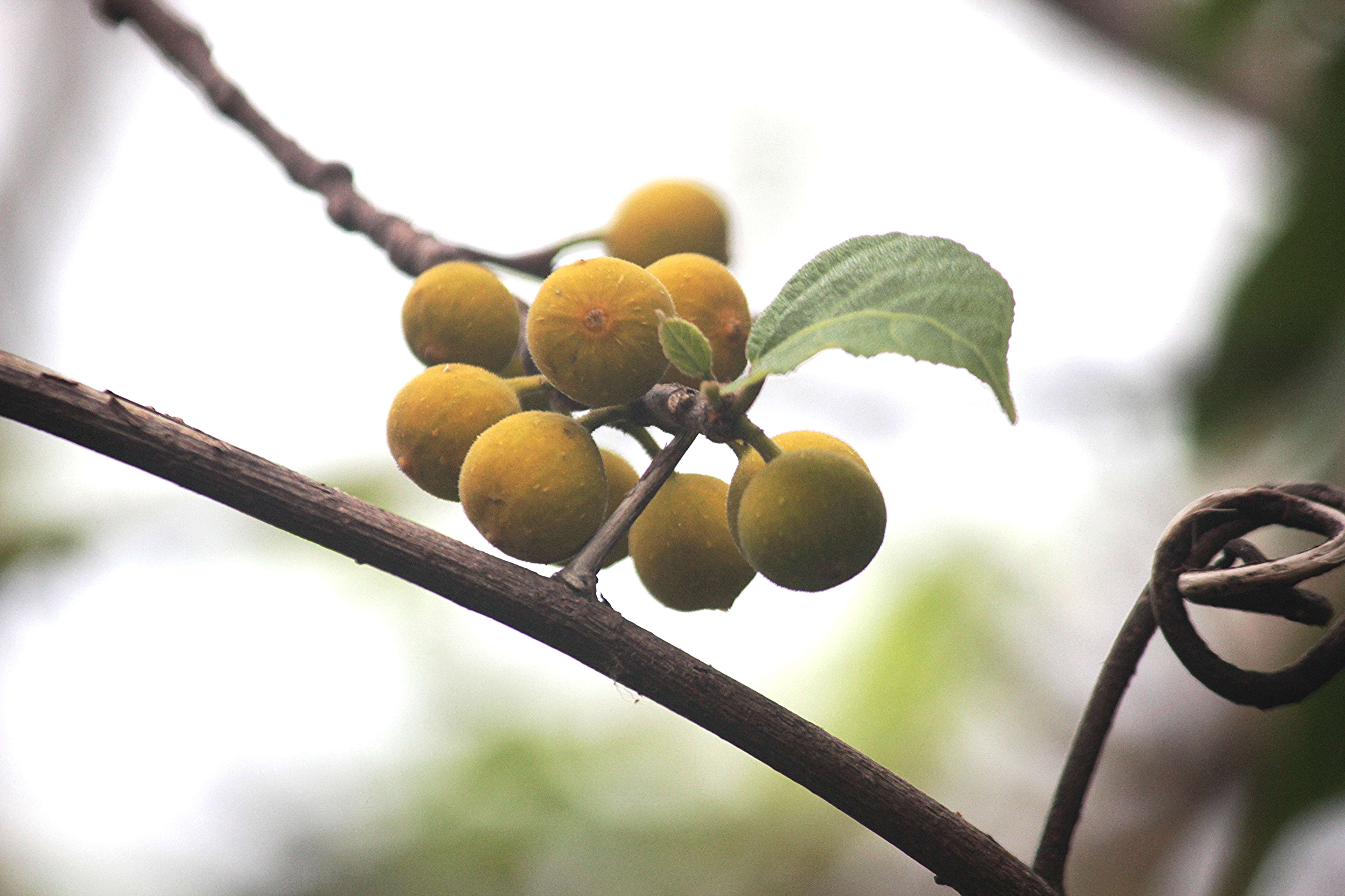 Ficus exasperata Vahl的圖片