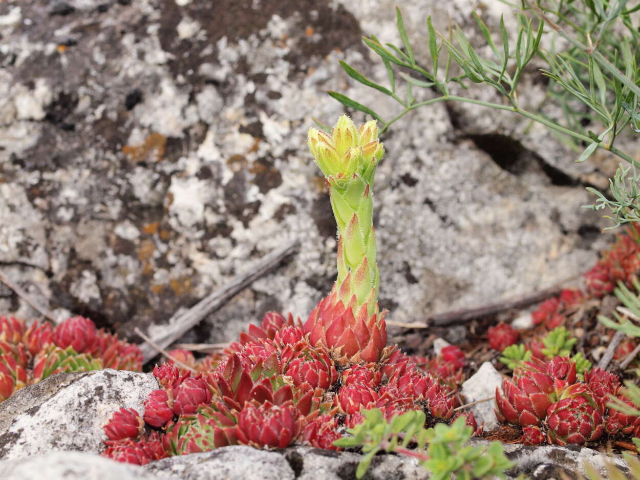 Image of Sempervivum globiferum subsp. glabrescens (Sabr.) M. Werner