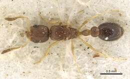 Cardiocondyla emeryi Forel 1881 resmi