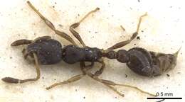 Image of Ant