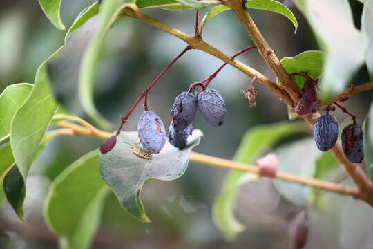 Image of Olea dioica Roxb.